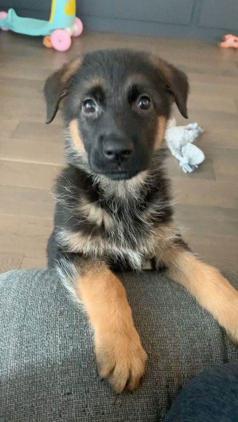 Floppy Ear German Shepherd, German Shepherd Floppy Ears, Puppy German Shepherd, Baby German Shepherds, Dream Family, Floppy Ears, Shepherd Puppies, German Shepherd Puppies, German Shepherds