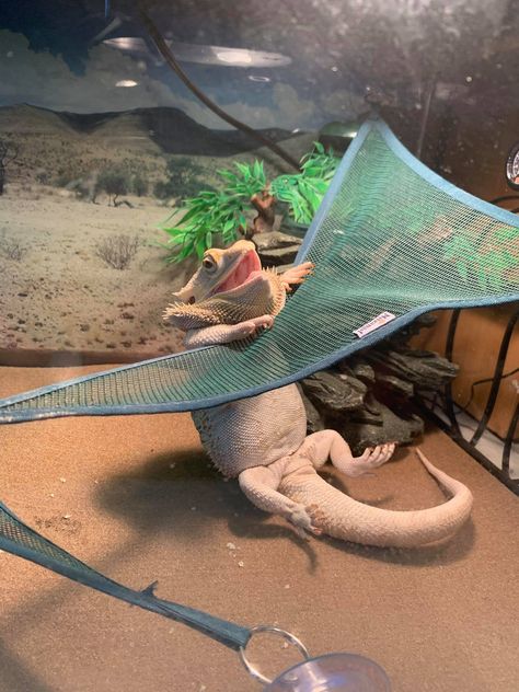 Bearded Dragon Hammock, Bearded Dragon Terrarium Ideas, Dragon Pet, Bearded Dragon Terrarium, Funny Lizards, Bearded Dragon Enclosure, Bearded Dragon Funny, Bearded Dragon Habitat, Smiling Animals