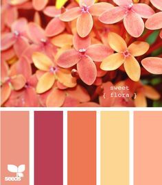 Creamsicle Mid Tone Color Palette, Design Seed, Palette Design, Color Schemes Colour Palettes, Bathroom Paint Colors, Color Palate, Design Seeds, Color Palette Design, Colour Schemes