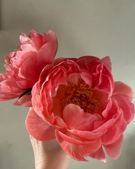 Brie Walter on Instagram: “Love coral charm peonies. #coralcharmpeony #peonies #flowers #losangelesweddingflorist” Coral Peony, Coral Charm Peony, Coral Peonies, Wedding Florist, Brie, Peonies, Coral, Plants, Flowers