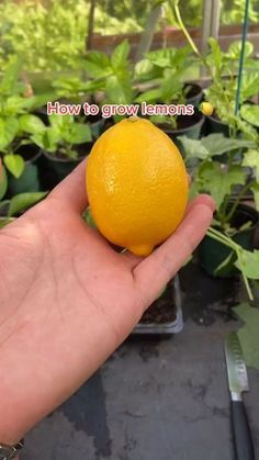 Some of the simplest fruit plants to grow in pots are lemon trees. They only require the correct soil, a sunny windowsill, and a lot of patience. Let’s learn growing lemon trees from seeds. #gardening #lemongardening #growinglemon #lemon #growinglemontreesfromseed #seed Lemon Tree From Seed, Grow Lemon, Growing Lemon Trees, Regrow Vegetables, Lemon Plant, How To Grow Lemon, Small Vegetable Gardens, Plant Care Houseplant, Vegetable Garden Diy