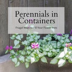 Learn how you an use perennials for containers to save money and to help your existing plants flourish and produce more blooms. Perennials In Containers, Ladder Ideas, Easiest Flowers To Grow, Potted Plants Patio, Container Gardening Ideas, Container Herb Garden, Full Sun Perennials, Potted Plants Outdoor, Potted Flowers