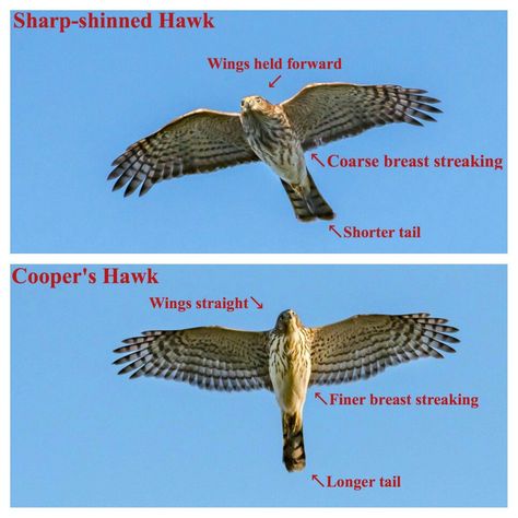 Cooper's vs Sharp-shinned hawks Coopers Hawk, Backyard Birds Watching, Sharp Shinned Hawk, Backyard Birds Sanctuary, Sparrowhawk, Cooper's Hawk, Bird Identification, Red Tailed Hawk, Birds And The Bees