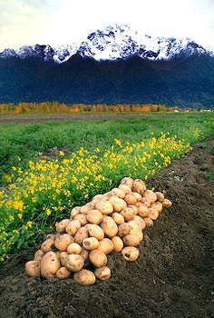 Alaska Vegetable Garden, Gardening In Alaska, Alaska Living Homesteads, Homesteading In Alaska, Alaskan Homestead, Alaska Gardening, Alaska Garden, Frontier Living, Alaska Homestead