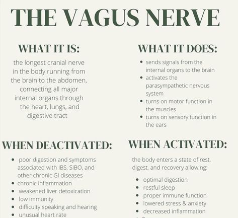 vagus nerve: the key to health - by Paige Lindgren Paige Lindgren, Penpal Ideas, Diaphragmatic Breathing, Poor Digestion, Cranial Nerves, Autonomic Nervous System, Vagus Nerve, Hormone Health, Medical Knowledge