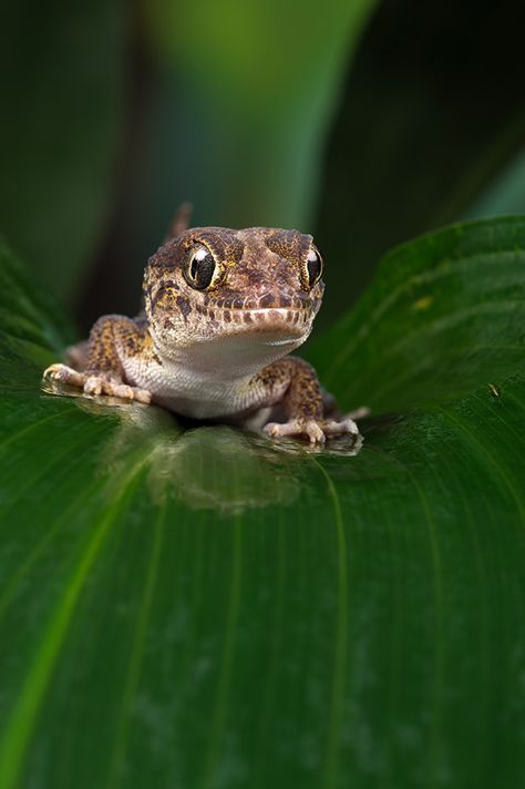 Pictus Gecko, Chameleon Lizard, Cute Gecko, Pet Ideas, Chameleons, Tree Frogs, Wild Nature, Reptiles And Amphibians, Zoology