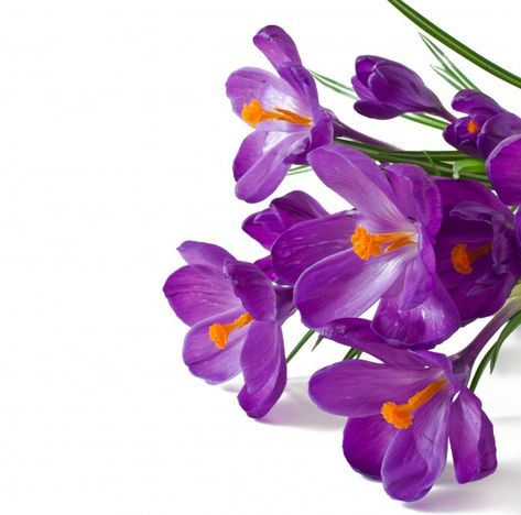 Crocus Bouquet, Big Sandwich, Saffron Crocus, Geranium Plant, Saffron Flower, Cheese Tomato, Crocus Flower, Tartar Sauce, Yellow Springs