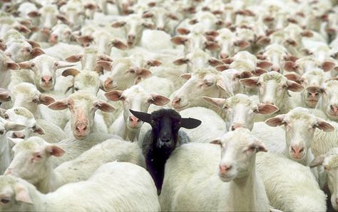 This image of the black sheep of the family was captured by photographer Livio Bourbon while driving on a quiet country lane near Sardinia, Italy. Livio happened to have his camera with him and hopped out of his car to take the photo Black Sheep Of The Family, Tool Music, Dysfunctional Family, Pictures Of The Week, Laugh At Yourself, Black Sheep, Arte Animal, Aesthetic Photo, Animal Kingdom