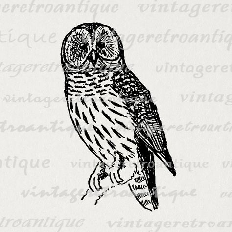 Digital Owl Graphic Image Antique Illustration Printable Bird Download T-Shirts  @ vintageretroantique.com #Printable #Digital #Image #Art #VintageRetroAntique #Clipart #Download #Vintage #Antique #Artwork #Illustration Owl Graphic, Image Graphic, Owl Images, Throw Pillow Fabric, Owl Illustration, Antique Illustration, Bird Artwork, Owl Tattoo, Clip Art Vintage