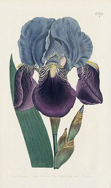 Fleurs Art Nouveau, Iris Painting, Antique Botanical Print, Illustration Botanique, Iris Flower, Vintage Botanical Prints, Botanical Painting, Scientific Illustration, Iris Flowers