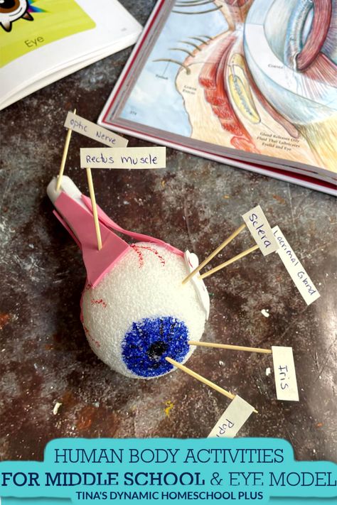 Human Body Elementary School, Middle School Anatomy Activities, Human Body Projects Middle School, Eye Science Project, Human Eye Model Project, Anatomy Activities For Kids, Anatomy Crafts, Human Body Crafts For Kids, Human Body Activities For Kids