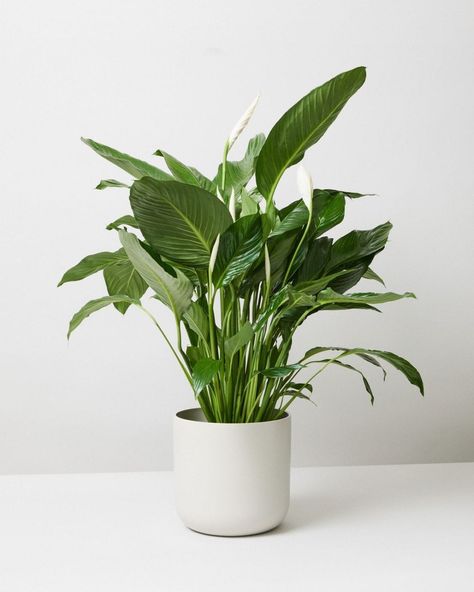 Calming Plants, Peace Lily Indoor, Year Round Flowers, Bedroom Moodboard, Peace Lilies, Planting Plants, Peace Lily Plant, Heart Leaf Philodendron, Cocktail Sausages