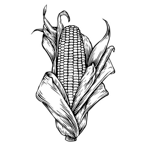 Agriculture Tattoo, Corn Sketch, Harvest Drawing, Agriculture Drawing, Corn Tattoo, Corn Vector, Corn Illustration, Agriculture Art, Corn Drawing