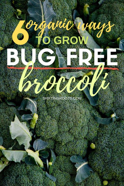 6 Organic Ways To Keep Bugs Out of Broccoli Grow Broccoli, Attainable Sustainable, Broccoli Plant, Growing Broccoli, Edible Gardening, Cabbage Worms, Gardening Vegetables, Vegetable Farming, Gardening Projects