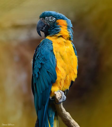 Blue throated Macaw Facts About Parrots, Endangered Species Art, Parrot Facts, Baby Animal Names, Beautiful Parrots, Jungle Boogie, Blue Macaw, Chester Zoo, Amazon Jungle