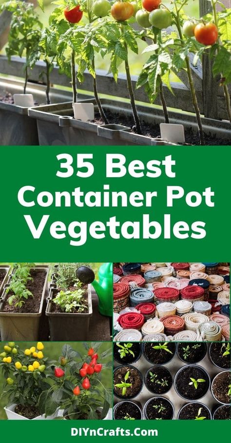 Easy Small Garden Ideas, Plant Herbs, Diy Container, Growing Vegetables In Pots, Container Garden Ideas, Raised Vegetable Gardens, Bucket Gardening, Herb Containers, Container Vegetables