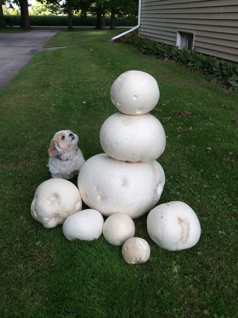 Our puffball mushrooms - Sept. 2014 Puffball Mushroom, French Exit, Mushroom Cultivation, Edible Mushrooms, Mushroom Fungi, Science Fair, Fall 2014, Diy Food, Diy Food Recipes