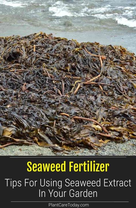 Seaweed Fertilizer (Seaweed Extract): Learn how and when to use seaweed fertilizer in your garden for the many health benefits it provides. [GUIDE] Seaweed Fertilizer, Farmer Painting, Vegtable Garden, Gardening For Dummies, Lawn Food, Foliar Spray, Backyard Farm, Micro Greens, Garden Pest Control