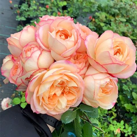 The blooms of the 'Yves Classical Perfume' rose are shaped like a bun, with a diameter of around 8 cm. The color is apricot or flesh-toned (appearing whiter in cooler temperatures and more flesh-colored in warmer conditions). The edges of the petals are adorned with red borders, which become particularly prominent in the fall. 🌹Please carefully read the following regarding the RETURN and EXCHANGE Policy🌹 ⚠️Lifetime Guarantee⚠️ We guarantee our roses are true to name and grade. Variations in bloom color, scent, and size during the growing season are normal and reflect each rose's unique characteristics. Please plant your rose at the correct time for your growing zone. ⚠️ Planting Instruction⚠️ After receiving the plants, ensure they are in good condition, and then remove the plastic wrap. Apricot Roses, Botanical Pictures, Rose Live, Perfume Rose, Japanese Rose, Tree Rose, Coral Roses, Heirloom Roses, Rose Varieties