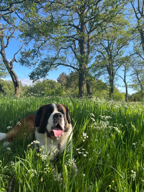 #nature #scotland #stbernard #dogs #aesthetic At Bernard Dog, Saint Bernard Dog Aesthetic, At Bernard Puppies, St Bernard Aesthetic, Saint Bernard Aesthetic, Cute Saint Bernard, Saint Bernard Puppies, Saint Bernard (dog), Saint Bernard Dog