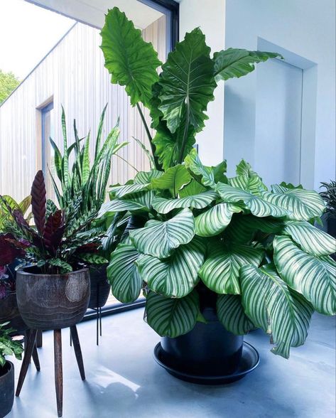 Indore Plants, Indoor Plant Display, Calathea Orbifolia, Plant Display Ideas, Zebra Plant, Calathea Plant, Household Plants, Greenhouse Plants, Best Indoor Plants