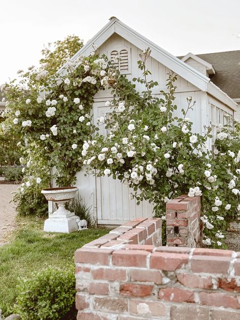 How we train our Climbing Roses - Cozy Cottage Garden French Cottage Landscaping, Rustic Garden Decor Ideas Backyards, Greenhouse Studio, Rosehill Cottage, White Climbing Roses, Cozy White Cottage, Liz Marie, European Cottage, Liz Marie Blog