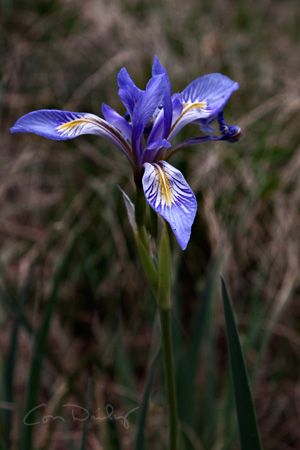 Wild Iris Jp Tattoo, Wild Iris, Wildflower Tattoo, Purple Wildflowers, Purple Garden, Purple Iris, Flower Photography, Iris Flowers, Breath Of Fresh Air