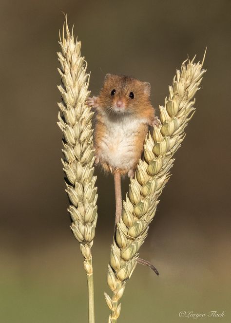 Harvest mice. | Larysa Dyson | Flickr Mice Photography, Mice Photos, Harvest Mice, Field Mice, Cute Mice, Small Mammals, Harvest Mouse, Mouse Tattoos, Field Mouse