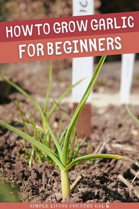 Learn how to grow garlic easily with this simple guide! Garlic is one of the easiest vegetables to plant, requiring minimal care and effort. Follow these 10 steps to grow garlic successfully. Perfect for beginners, garlic rarely fails and stores well, giving you fresh garlic all year long. Planting Garlic In Fall, When To Plant Garlic, Vegetables To Plant, Grow Garlic, Harvesting Garlic, Growing Sweet Potatoes, Growing Peppers, Growing Corn, Growing Onions