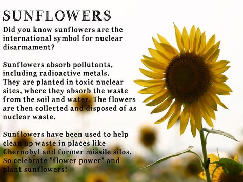 Sunflowers: Did you know sunflowers are the international symbol for nuclear disarmament? Sunflowers absorb pollutants, including radioactive metals. They are planted in toxic nuclear sites, where they absorb the waste from the soil and water. The flowers are then collected and disposed of as nuclear waste. Sunflowers have been used to help clean up waste in places like Chernobyl and former missile silos. So celebrate "flower power" and plant sunflowers! www.fromscratchmag.com Sunflower Facts, Plant Sunflowers, Sunflower Quotes, Growing Sunflowers, Planting Sunflowers, Sunflowers And Daisies, Sunflower Pictures, Sunflower Garden, Flower Meanings