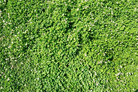 Grass Seed Types, Lawn Striping, Clover Lawn, Grass Alternative, Clover Plant, Chamomile Plant, Clover Seed, Lawn Ideas, Lawn Alternatives