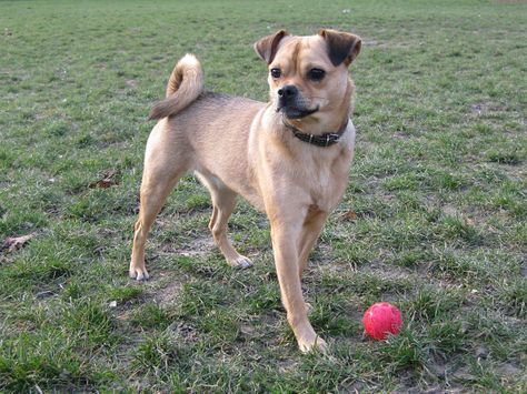 My dog Millicent stealing a ball. She is a pug mix. Half pug, half Mini Pinscher. A Muggin. A Carlin Pinscher. Mini Pinscher, Pug Mix, Dog Pee, Beagle Mix, Best Dog Training, A Pug, Best Dog Food, Dog Care, My Dog