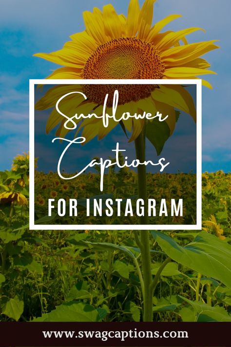 Looking for the perfect sunflower caption or quote to post on Instagram? Look no further! We've got you covered with a list of some of our favorite sunflower-themed captions and quotes. So go ahead, show off your beautiful sunflowers and use one of these clever captions to do it! #sunflowercaptions #sunflowerquotes #sunflower #sunflowers #flowers #nature #love #flower #art #yellow #photography #summer #naturephotography #sunflowerfield #sunset #sun #beautiful #girassol #photooftheday Sun Flower Quotes Instagram, National Sunflower Day, Caption For Sunflower Picture, Sunflower Field Captions For Instagram, Sunflower Quotes Short, Sunflower Aesthetic Quotes, Sunflower Puns, Sunflower Captions, Pixie Quotes