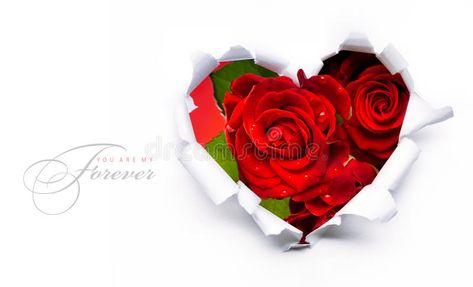 Rose Day Wallpaper, Rose Flower Hd, Dan Zena, Love Rose Images, Love Rose Flower, 8 Mart, Beautiful Flowers Images, Rose Images, Valentine Day Special