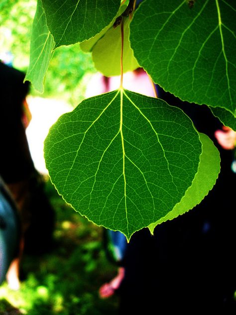 aspen leaves | The Aspen Leaf Aspen Leaf Tattoo, Aspen Tattoo, Aspen Tree Tattoo, Colorado Quilt, Aspen Trees Tattoo, Shakespeare Garden, Tree Branch Wall Decor, Family Tree Painting, Oak Tree Tattoo