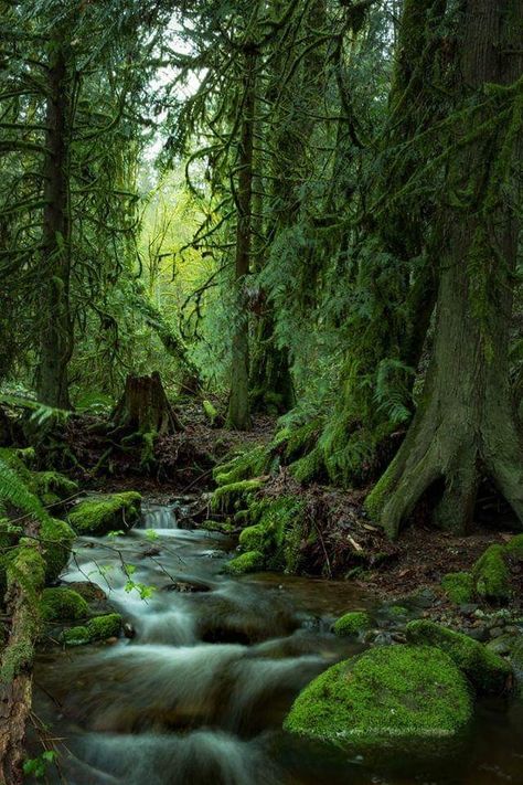 Forest inspiration nature moss Green plants Forest Green Aesthetic Wallpaper Vintage, Forest Moss Aesthetic, Irish Forest Aesthetic, Moss Wallpaper Aesthetic, Green Moss Aesthetic, Forest Hermit Aesthetic, Moss Core Aesthetic, Moss Forest Aesthetic, Mossy Forest Aesthetic