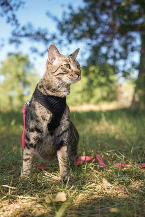 Cat On A Leash, Traveling With Cats, Biting People, Training Cats, Service Cat, Camping With Cats, Cat Run, Adventure Cat, Kitten Care