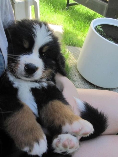 Berner Puppy, Burmese Mountain Dogs, Bernese Puppy, Bernese Mountain Dog Puppy, Beagle Mix, Puppies And Kitties, Puppy Photos, Cute Animals Images