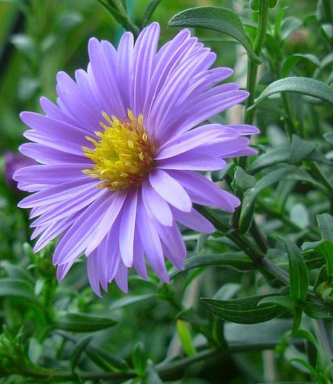 Aster - September flower - These perennial flowers grow well in average soils, but need full sun. Aster flowers come in blues, purples and a variety of pinks. All Asters are yellow in the center of the flower. September Birth Flower, September Flowers, Aster Flower, Flowers Images, Flower Sleeve, Birth Flower Tattoos, Most Beautiful Flowers, Month Flowers, Birth Month Flowers