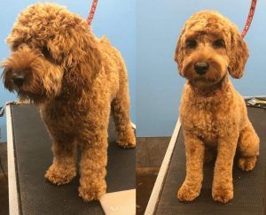 Best Types of Cockapoo Haircuts with Pictures! (2021) - We Love Doodles Labradoodle Haircut Style, Cockapoo Haircut, Cockapoo Grooming, Labradoodle Haircut, Labradoodle Grooming, Goldendoodle Haircuts, Goldendoodle Grooming, Puppy Haircut, Dog Grooming Styles