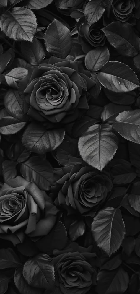 Black Rose Background, Wallpaper Fofo, Black Flowers Wallpaper, Dead Rose, Ipad Black, Dead Roses, Dark Roses, Black Roses Wallpaper, Ipad Pro Wallpaper