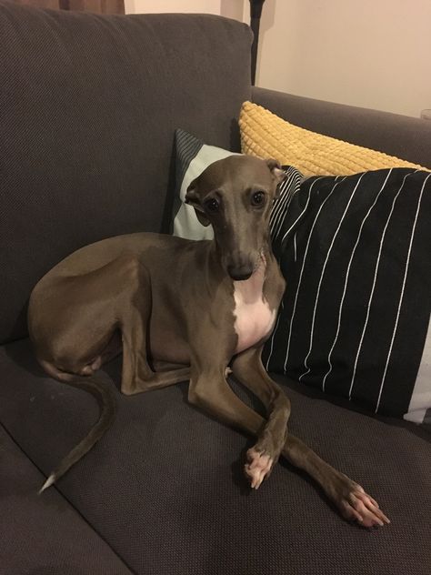 Italian Hound Dog, Italian Gray Hound Puppy, Italian Grey Hound, Italian Gray Hounds, Fawn Italian Greyhound, Italian Greyhound In Sweater, Italian Greyhound Aesthetic, Greyhound Puppy, Greyhound Laying Down