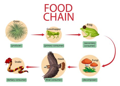 Simple Food Web, Food Chains Anchor Chart, Food Chain Diagram, Simple Food Chain, Healthy Tortilla Chips, Healthy Potluck, Super Bowl Food Healthy, Healthy Party Snacks, Healthy Finger Foods