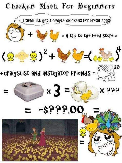 Beginner Chicken Math Maths For Beginners, Chicken Math, Wicked Chicken, I Do Not Care, Feed Store, Tiny Dinosaur, Chicken Bird, Backyard Flocks, Chicken Lady