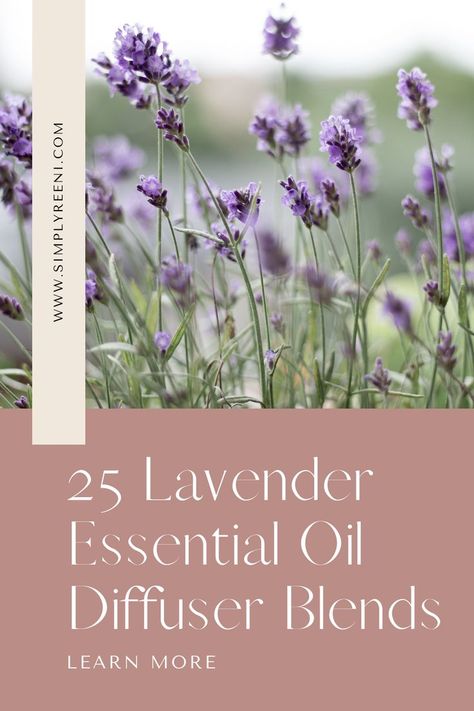 Here are the best 25 Lavender Essential Oil Diffuser Blends! #diffuserblends #essentialoils #lavender #lavenderdiffuserblends #lavenderdiffuserrecipes Diffuser Blends With Lavender, Lavender Oil Diffuser Blends, Lavender Diffuser Blends, Lavender Essential Oil Blends, Essential Oil Combos, Lavender Essential Oil Uses, Lavender Diffuser, Massage Oil Blends, Lavender Crafts