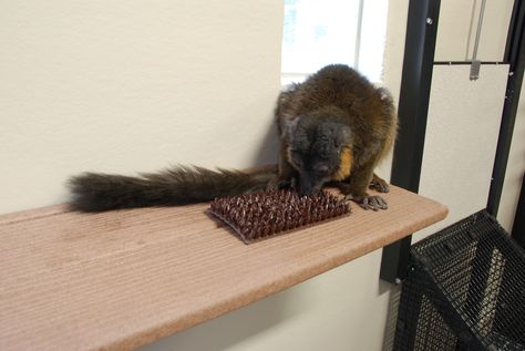 Forage mats made from plastic turf are used to hide small food items. Photo by David Haring. Lemur Enrichment, Primate Enrichment, Pet Enrichment, Zoo Enrichment, Zoo Crafts, Animal Enrichment, Small Food, Zoo Keeper, Amazing Animals