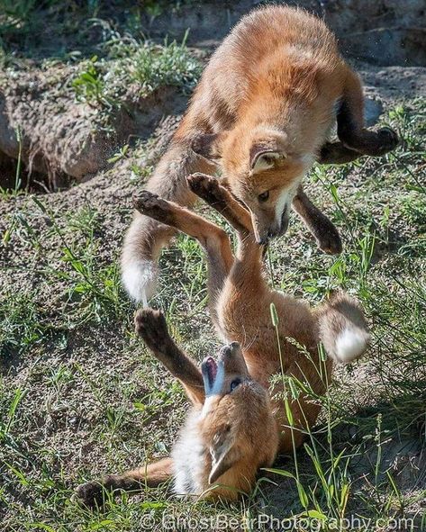 . Foxes Playing, Fox Playing, Wild Animals Attack, Baby Foxes, Fox Pictures, Animal Study, Pet Fox, Pretty Animals, Wild Dogs