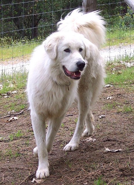 Maremma Sheepdog  Origin- Italy KC- Pastoral Maremma Dog, Akbash Dog, Haircut Idea, Maremma Sheepdog, Kangal Dog, Socializing Dogs, Best Guard Dogs, Livestock Guardian Dog, Rare Dog Breeds