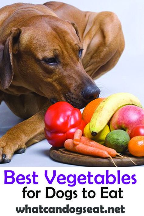 What Vegetables Can Dogs Eat, What To Feed Dogs, Yeast In Dogs, What Can Dogs Eat, Dog Raw Diet, Human Food For Dogs, Types Of Vegans, Vegetable Gravy, Dogs Treats