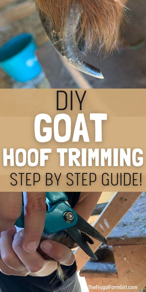 A woman holding a goat hoof with both hands and trimming the nail. Another image shows a very long goat nail. The text overlay is DIY Goat Hoof Trimming step by step guide. Goat Stand, Goat Hoof Trimming, Goat Hooves, Raising Goats, Hoof Care, A Goat, Backyard Farming, Hobby Farms, Goats